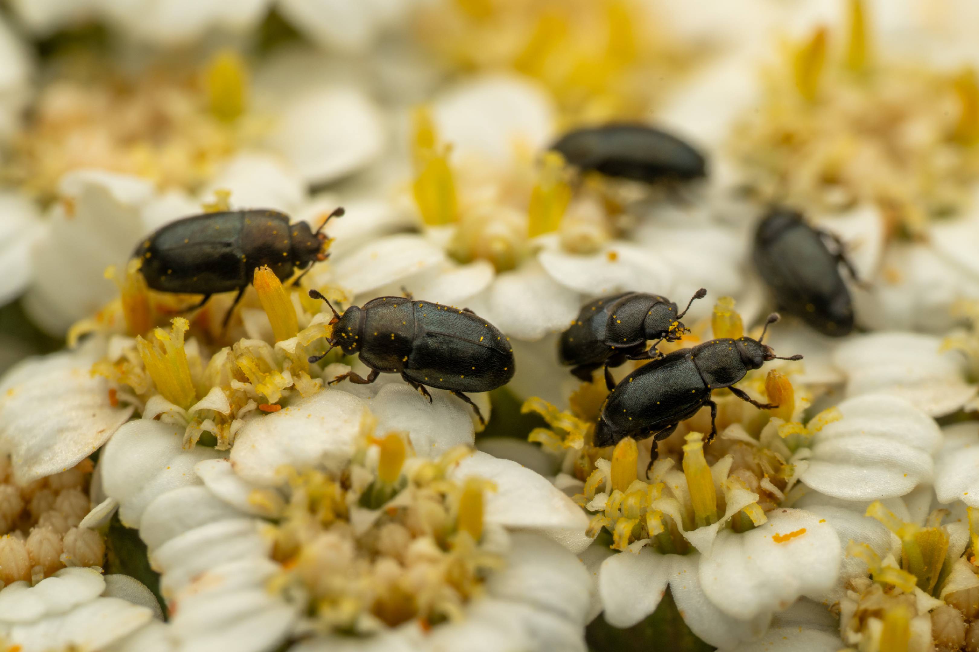 Common Pollen Beetle | Common Pollen Beetle