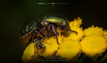 green rose chafer