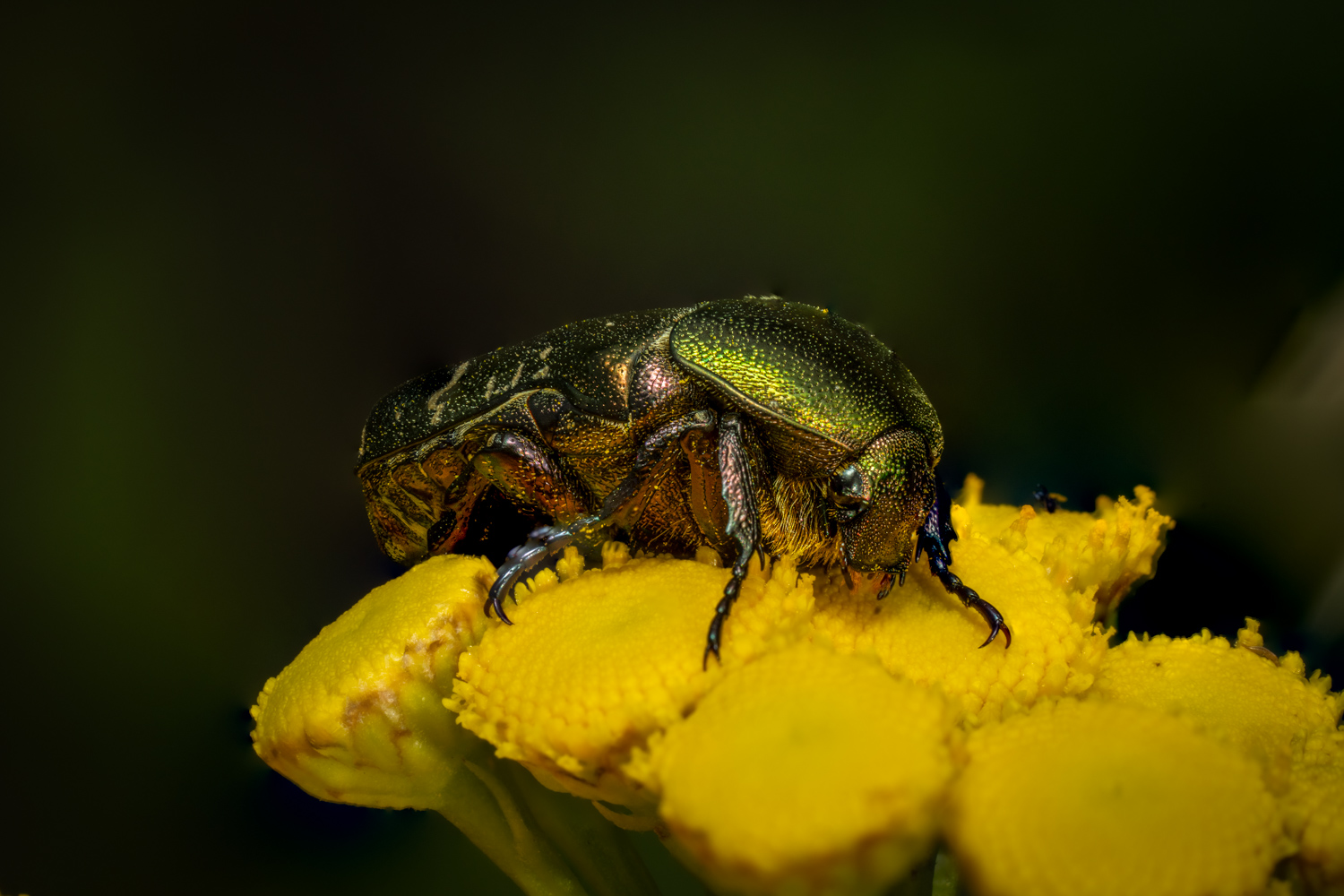 green rose chafer