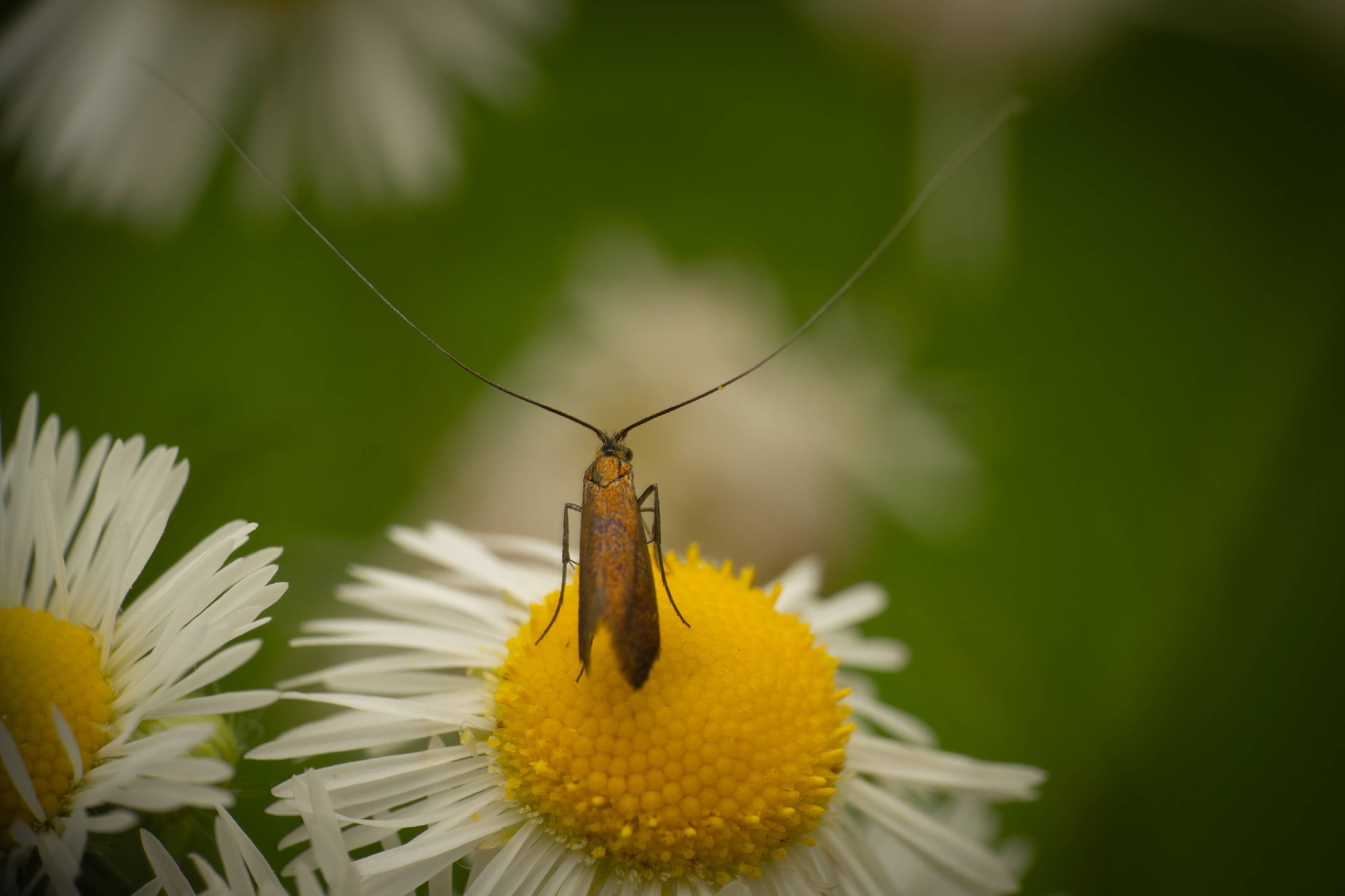 Adela violella | Adela violella