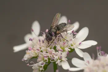 Pouting Woodlouse-fly