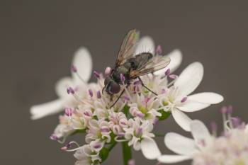 Pouting Woodlouse-fly
