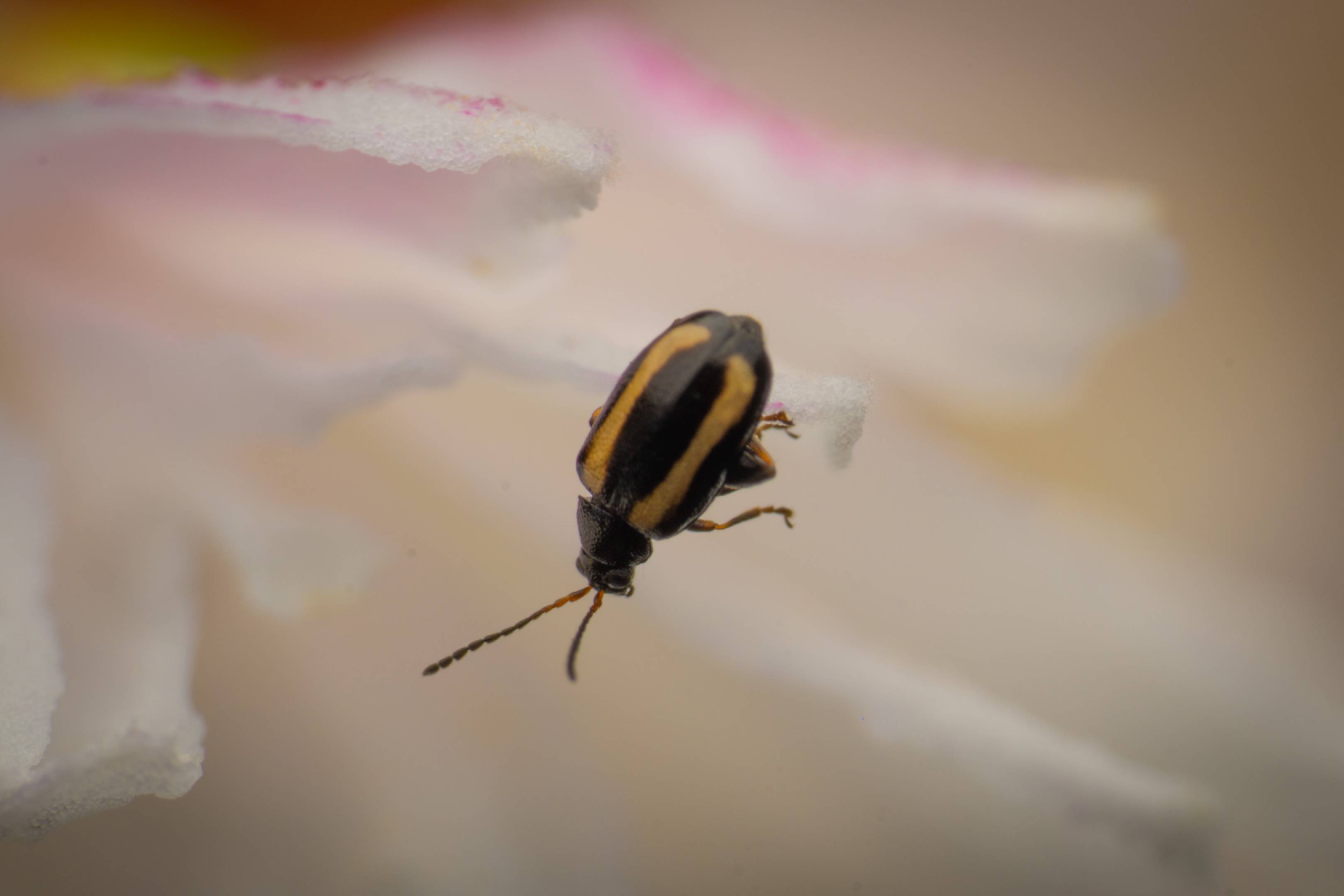 Striped Flea Beetle