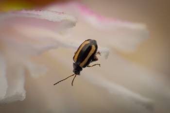 Striped Flea Beetle