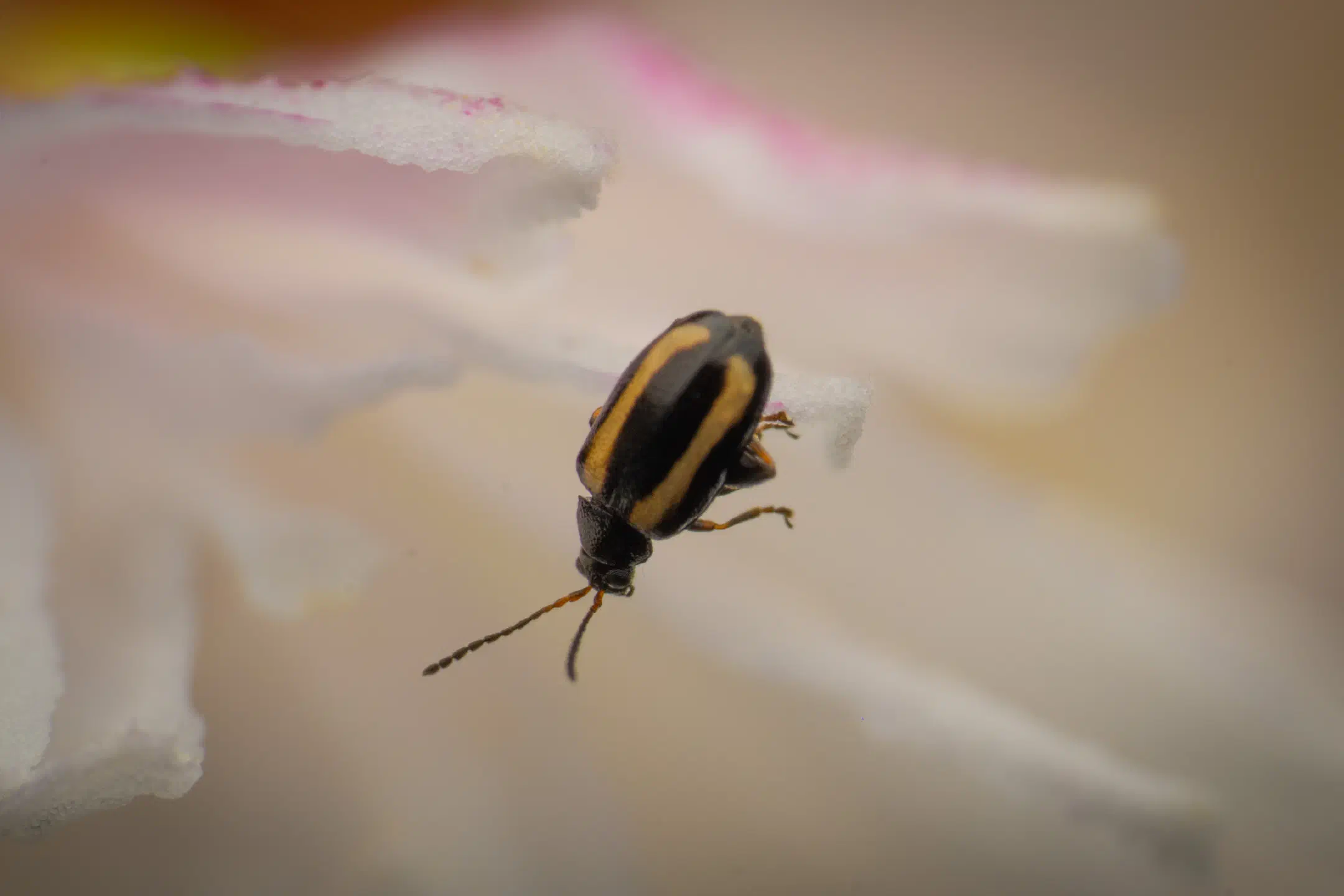 Striped Flea Beetle