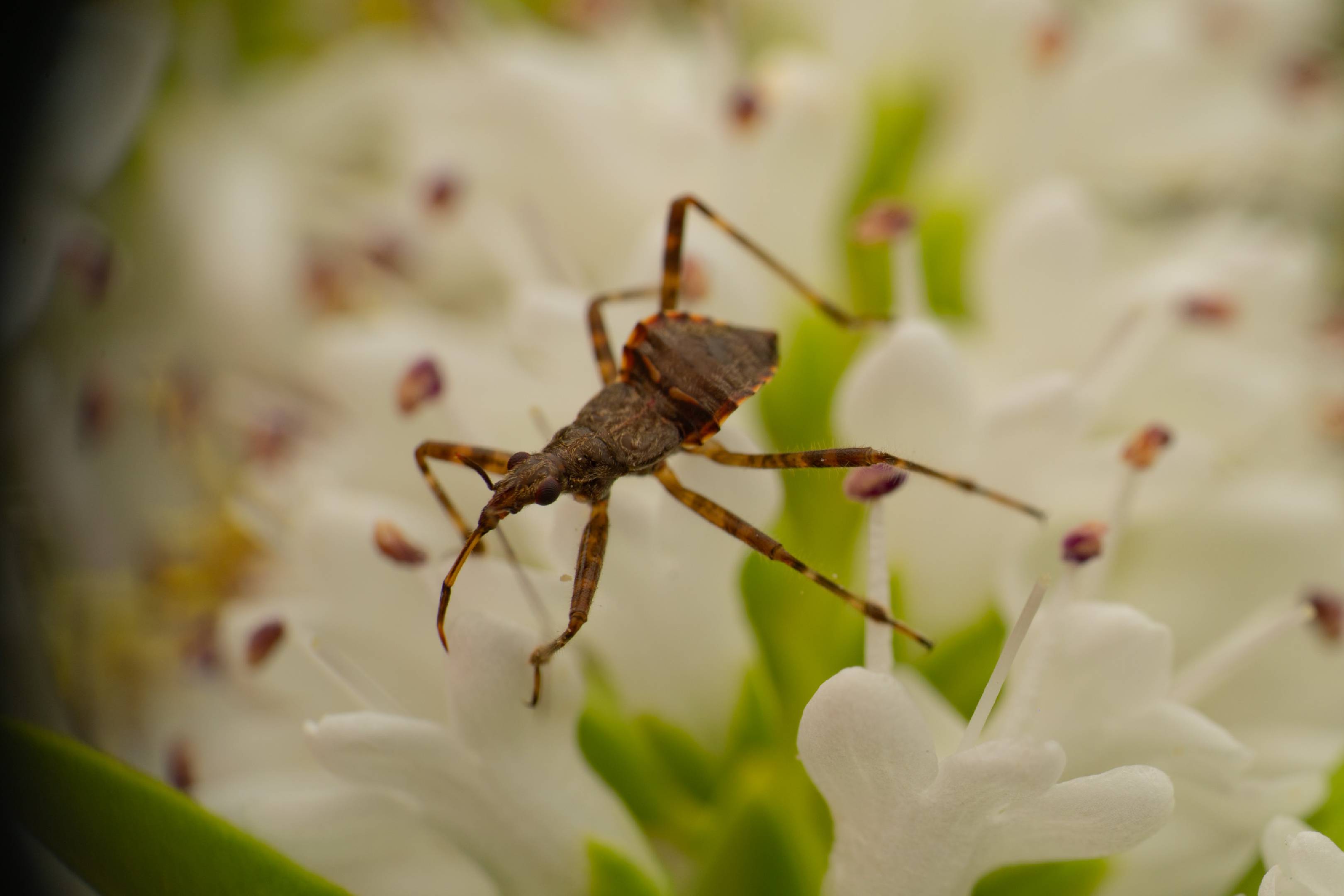 Ant Damselbug | Ant Damselbug