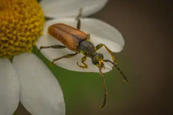 Fairy-ring Longhorn Beetle