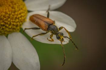 Fairy-ring Longhorn Beetle