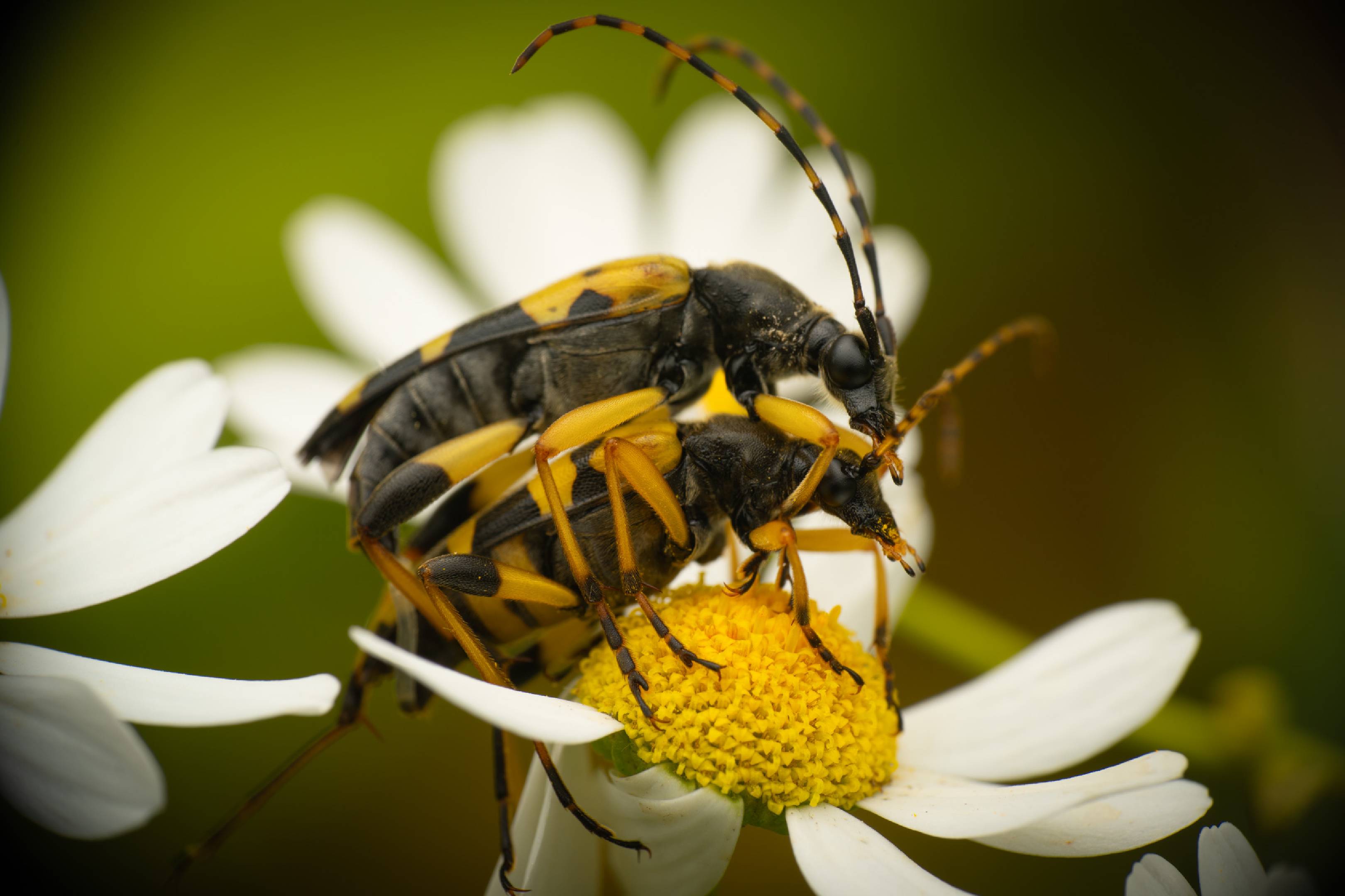 Spotted Longhorn Beetle