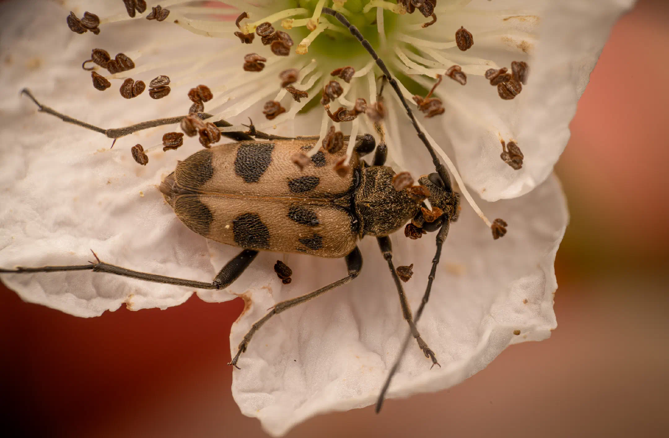 speckled longhorn beetle