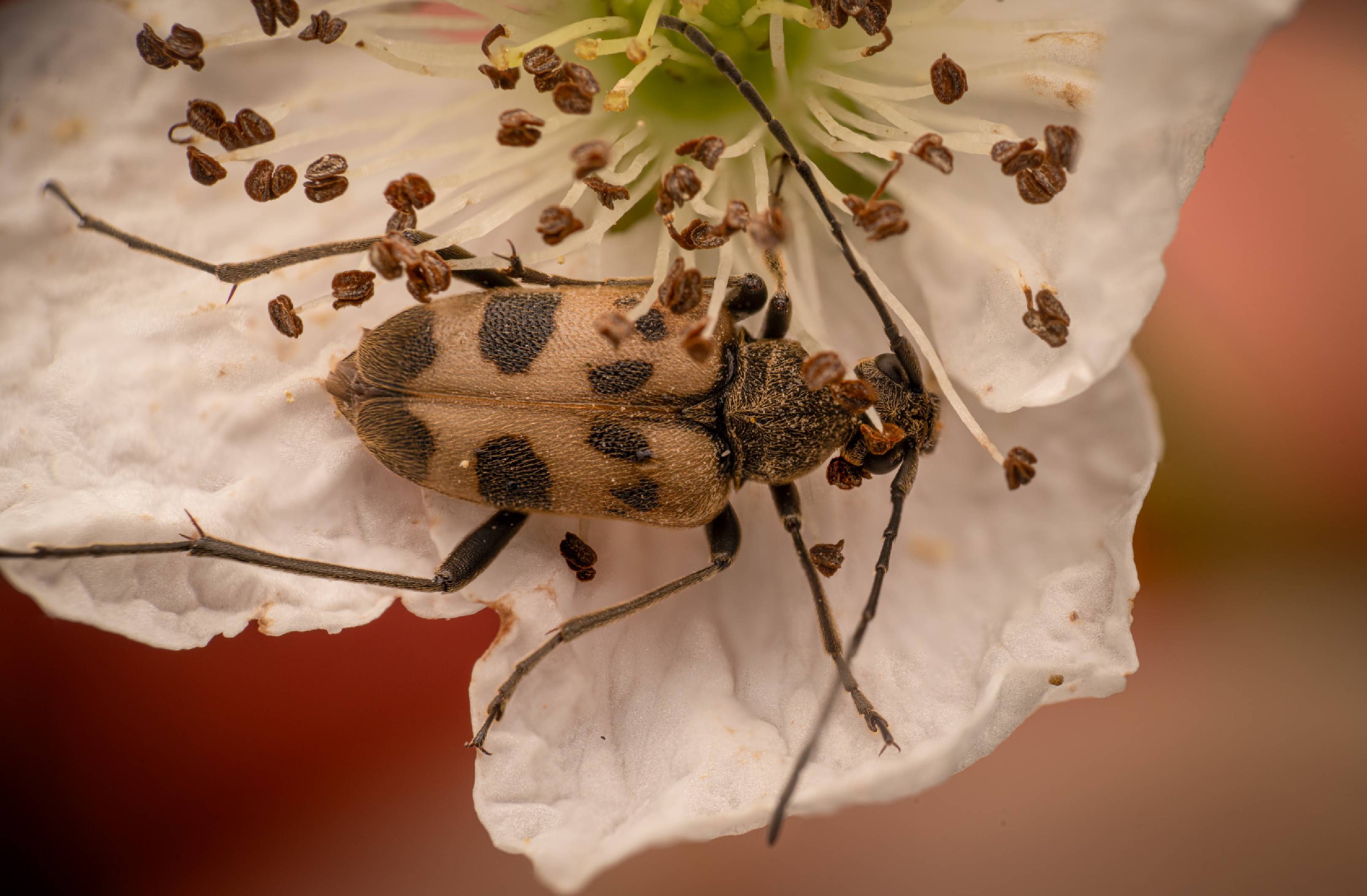 speckled longhorn beetle | speckled longhorn beetle
