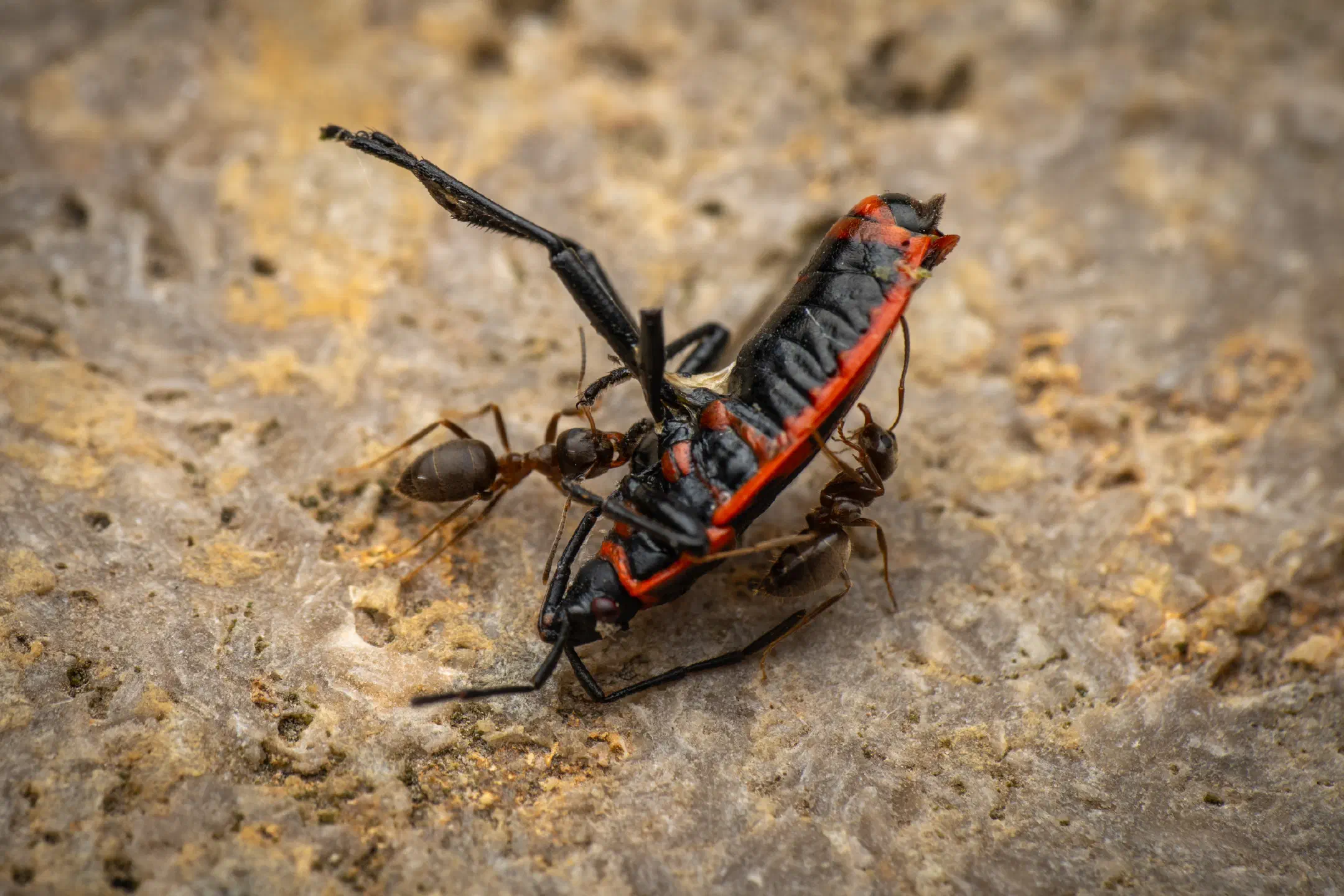 European Firebug