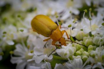 Sulphur Beetle