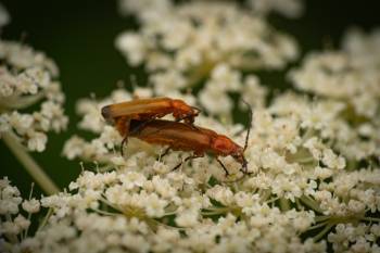 Common Red Soldier Beetle