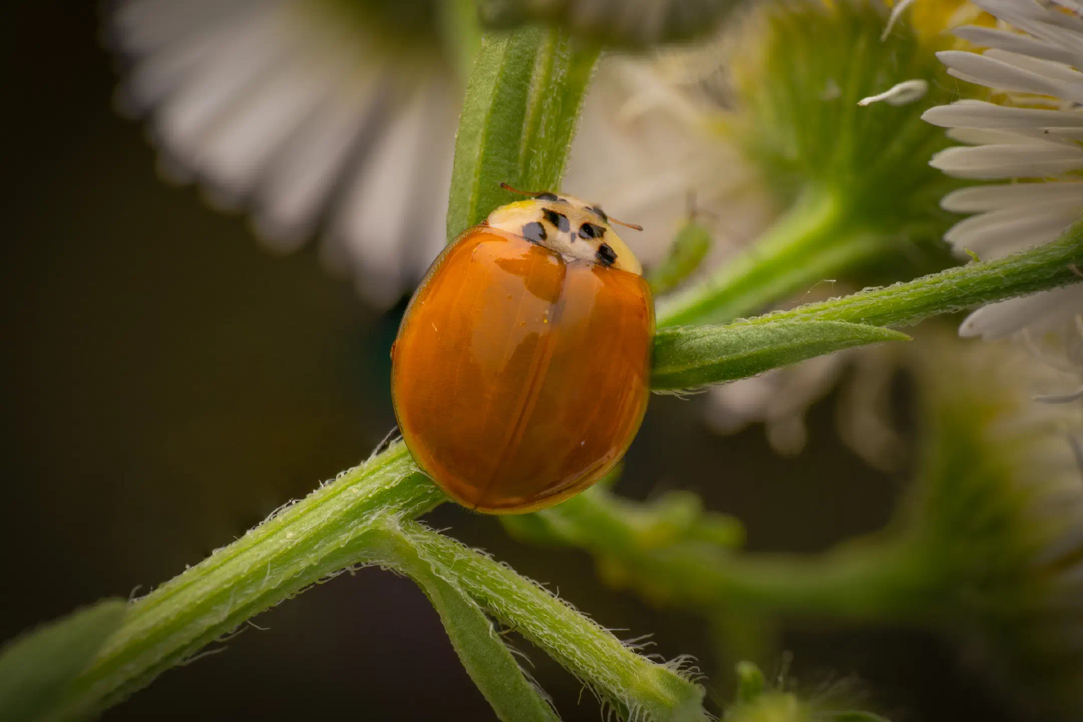 Asian Lady Beetle