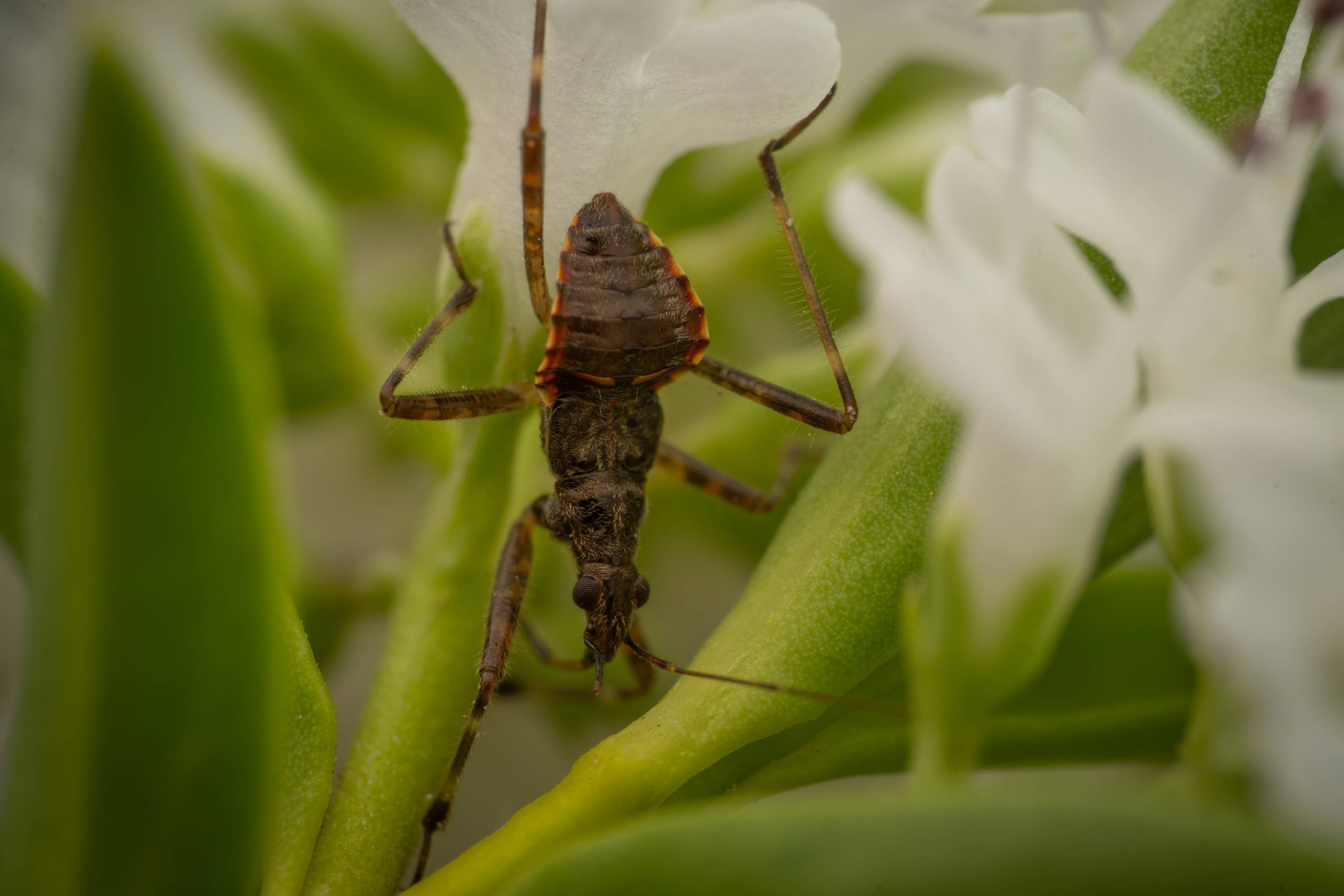 Ant Damselbug | Ant Damselbug