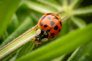 Asian Lady Beetle