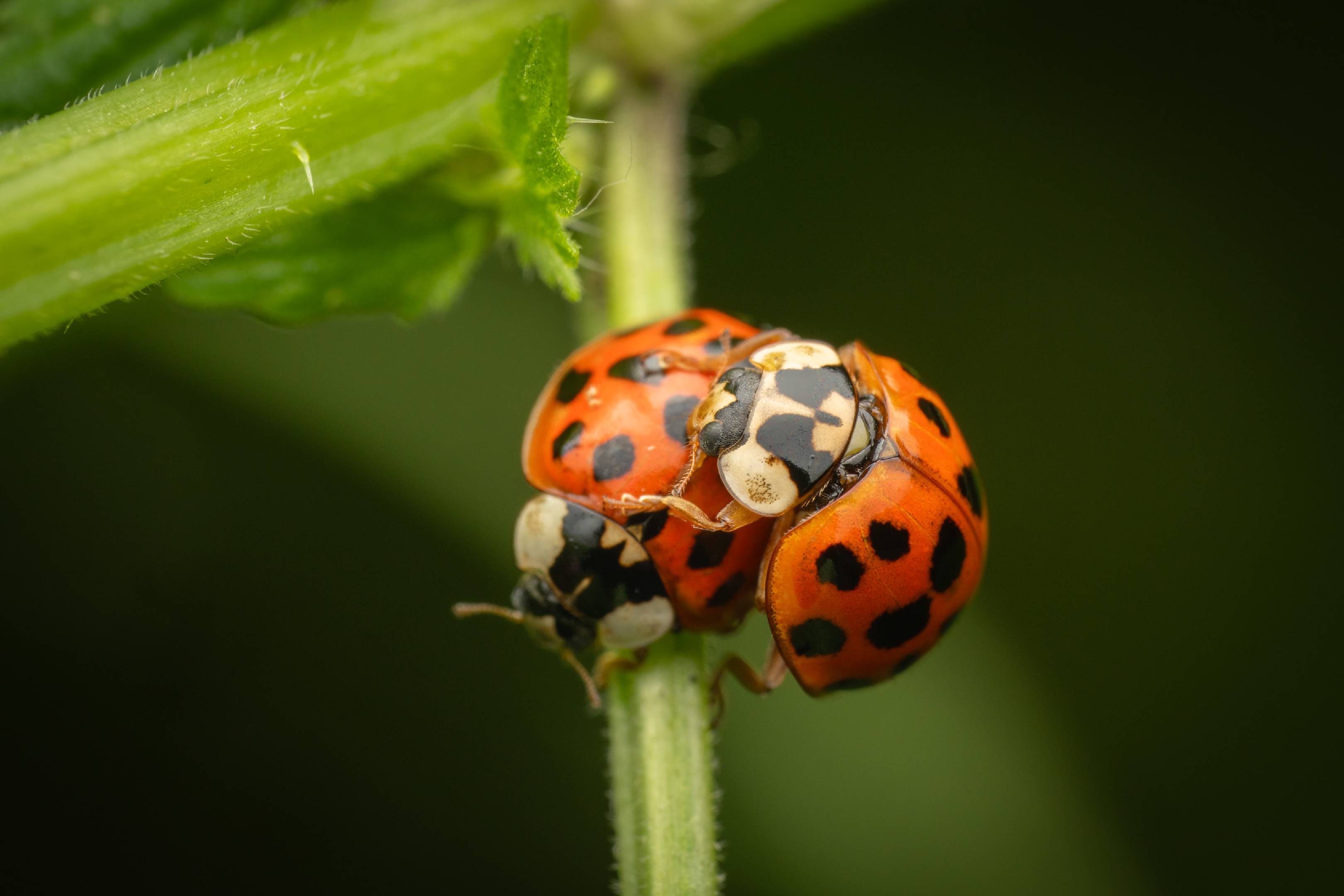 Asian Lady Beetle | Asian Lady Beetle