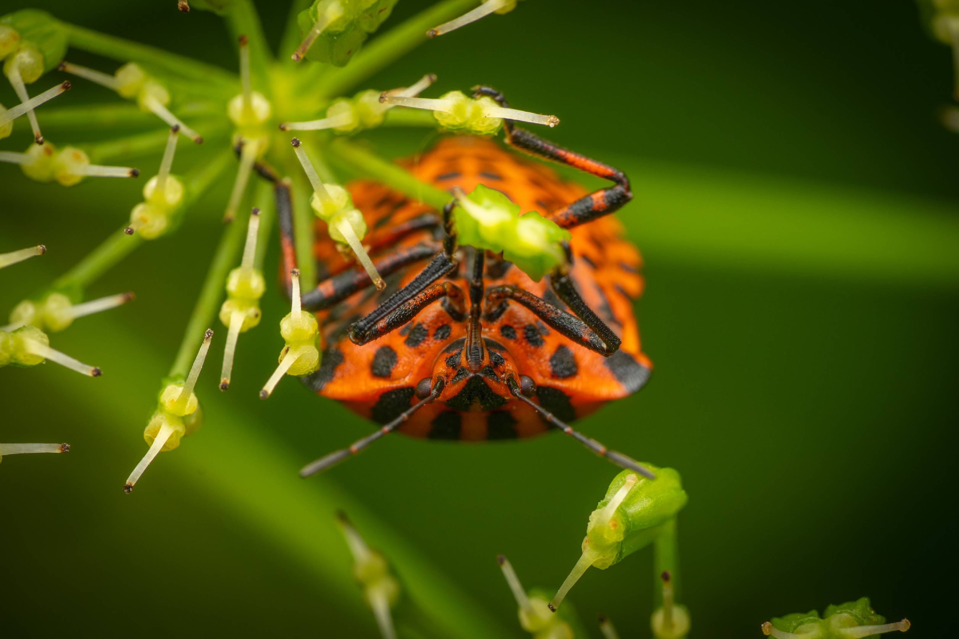 European Striped Shield Bug