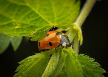 Seven-spotted Lady Beetle