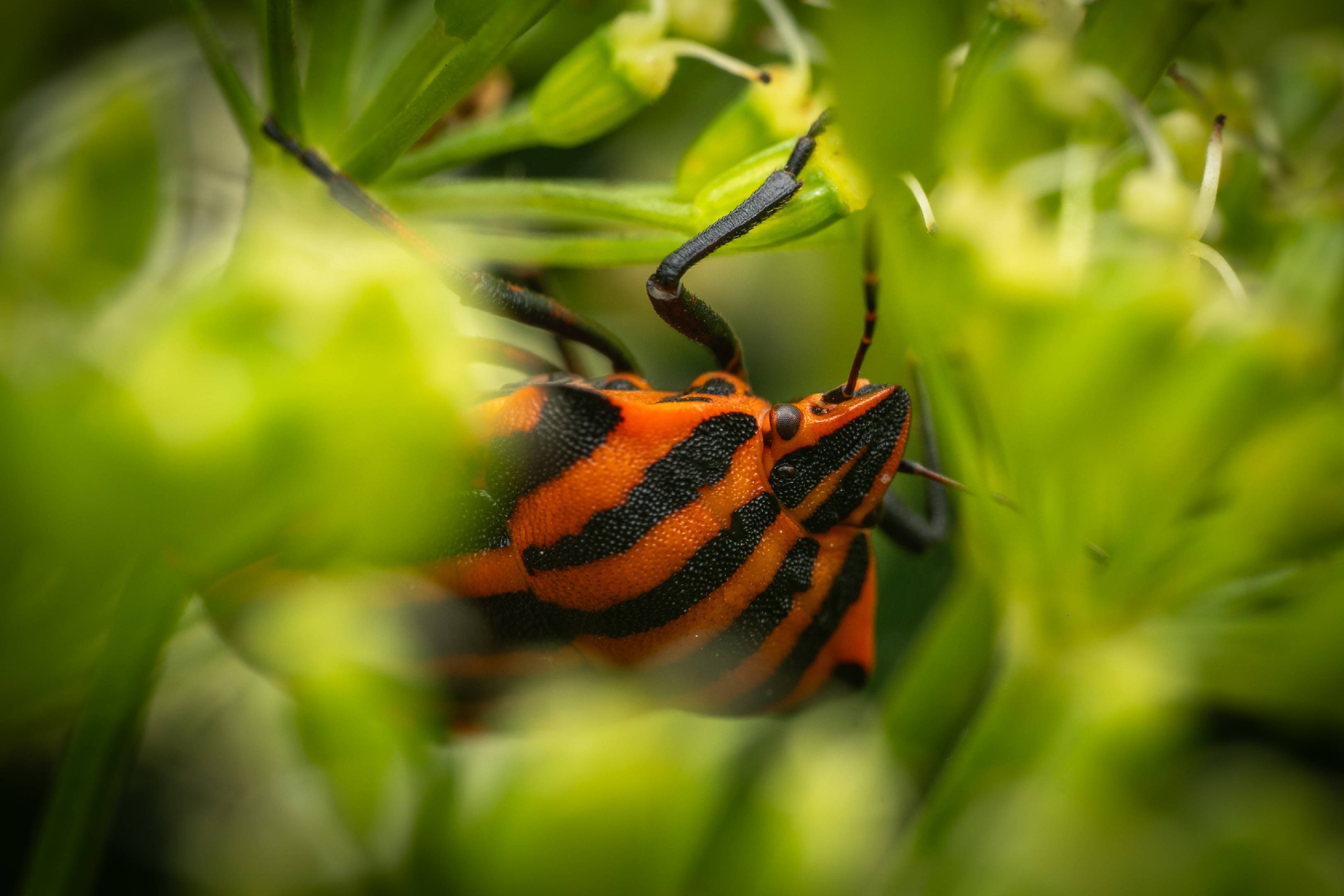 European Striped Shield Bug