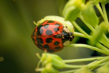 Asian Lady Beetle