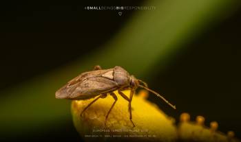 European tarnished plant bug