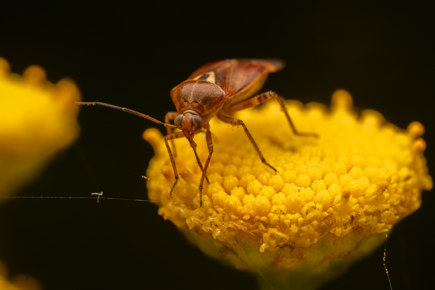 European tarnished plant bug