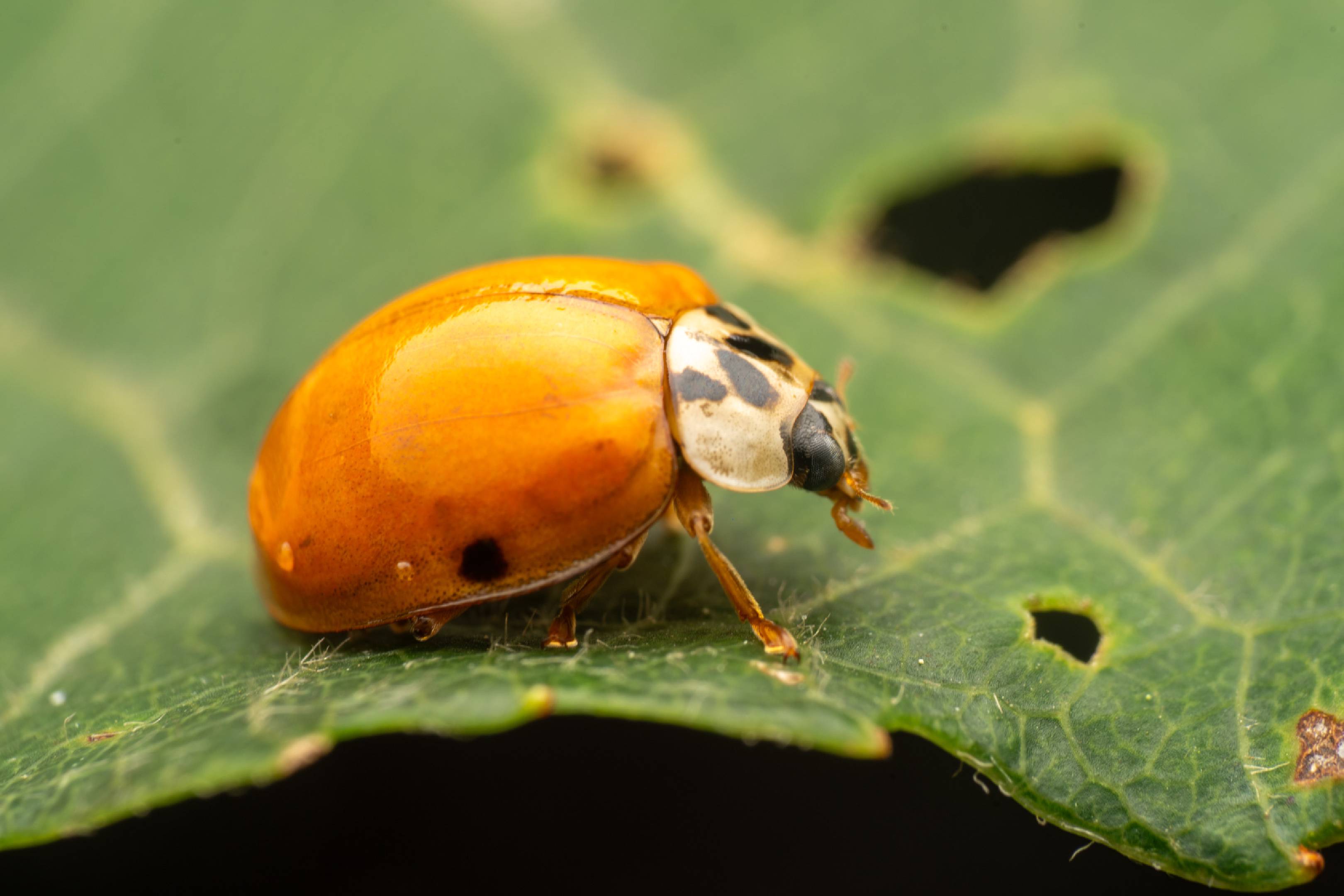 Asian Lady Beetle