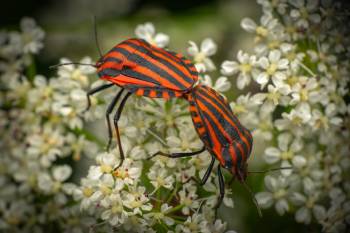 European Striped Shield Bug