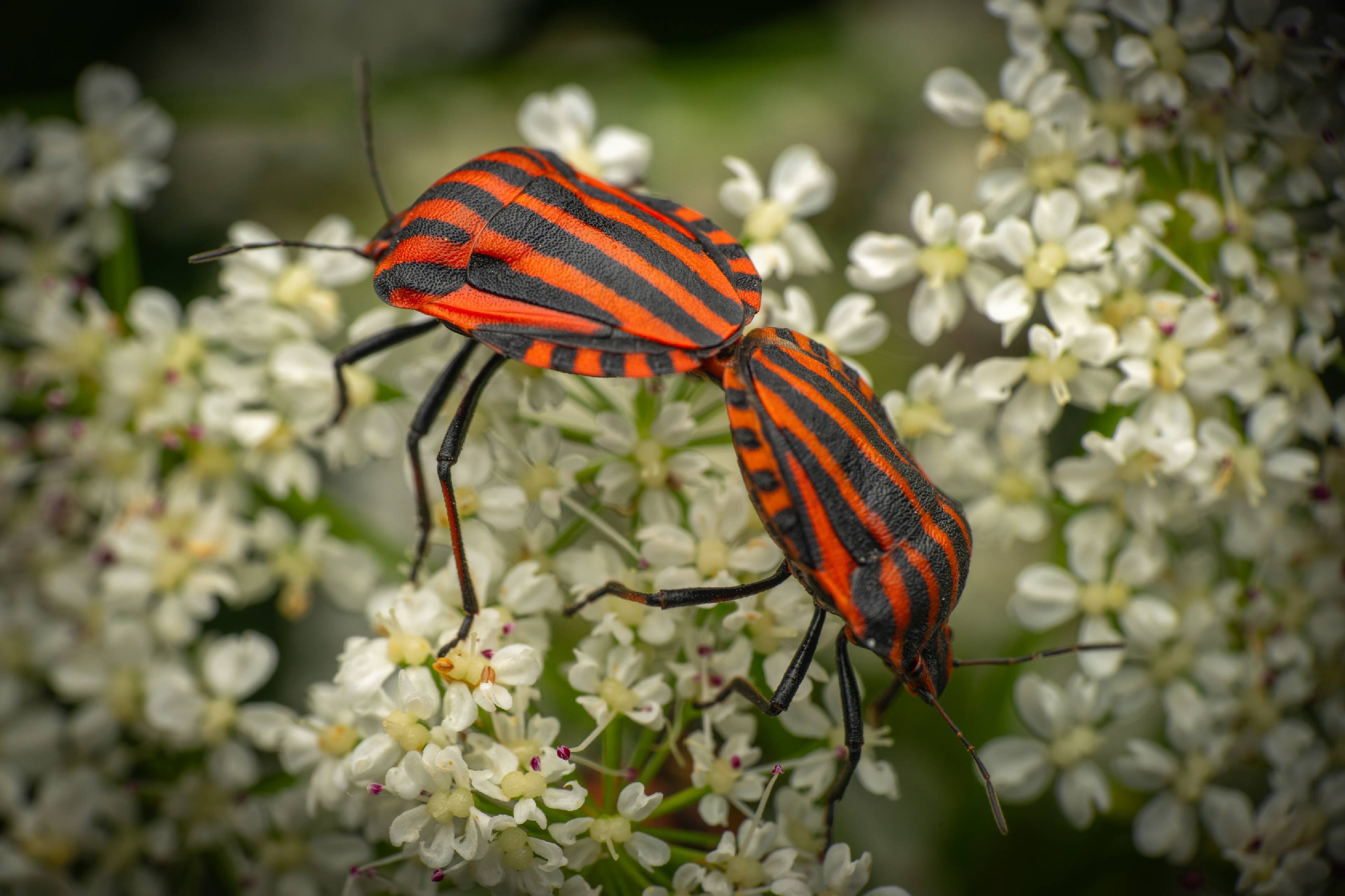 European Striped Shield Bug