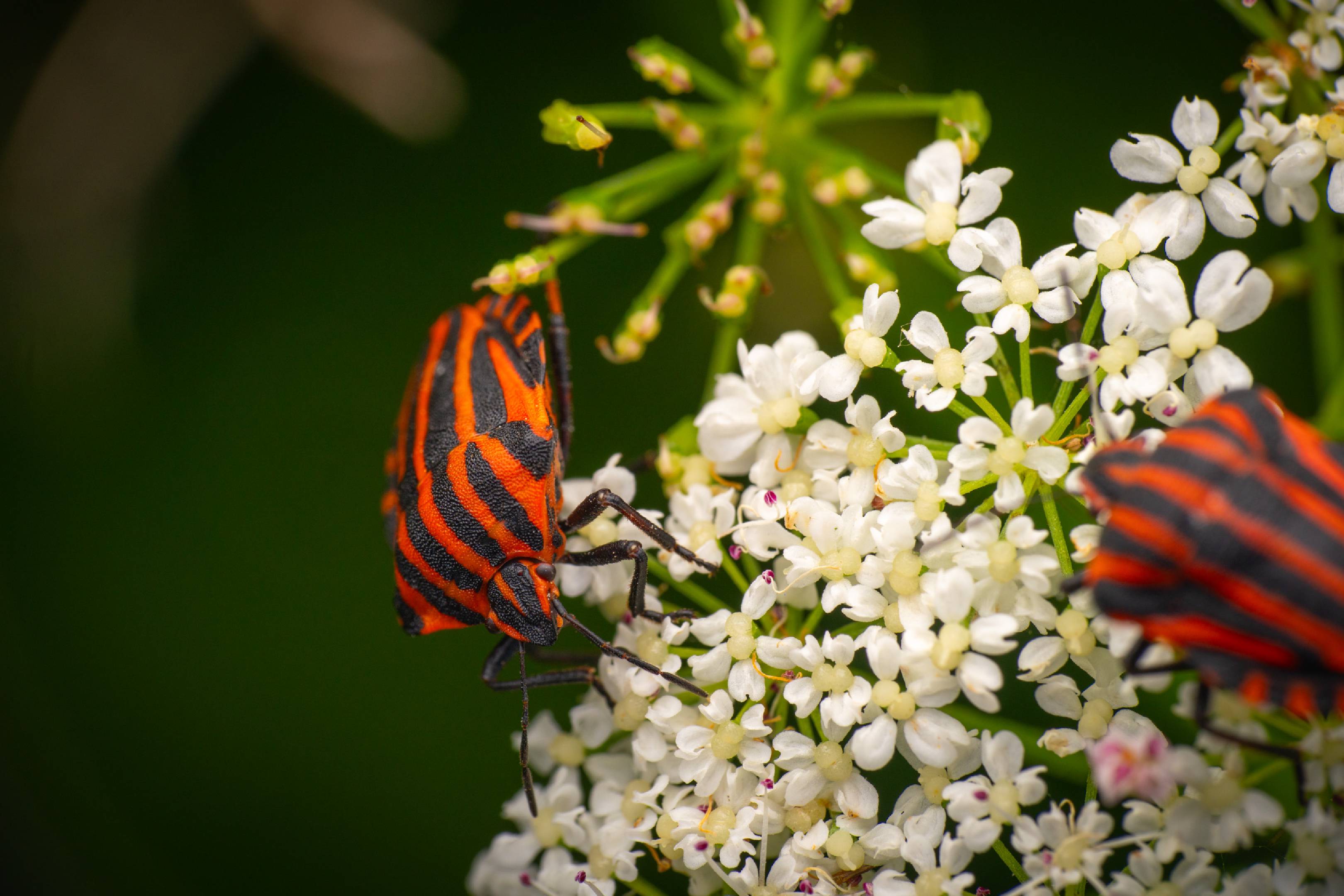 European Striped Shield Bug
