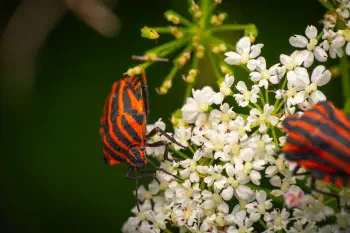 European Striped Shield Bug
