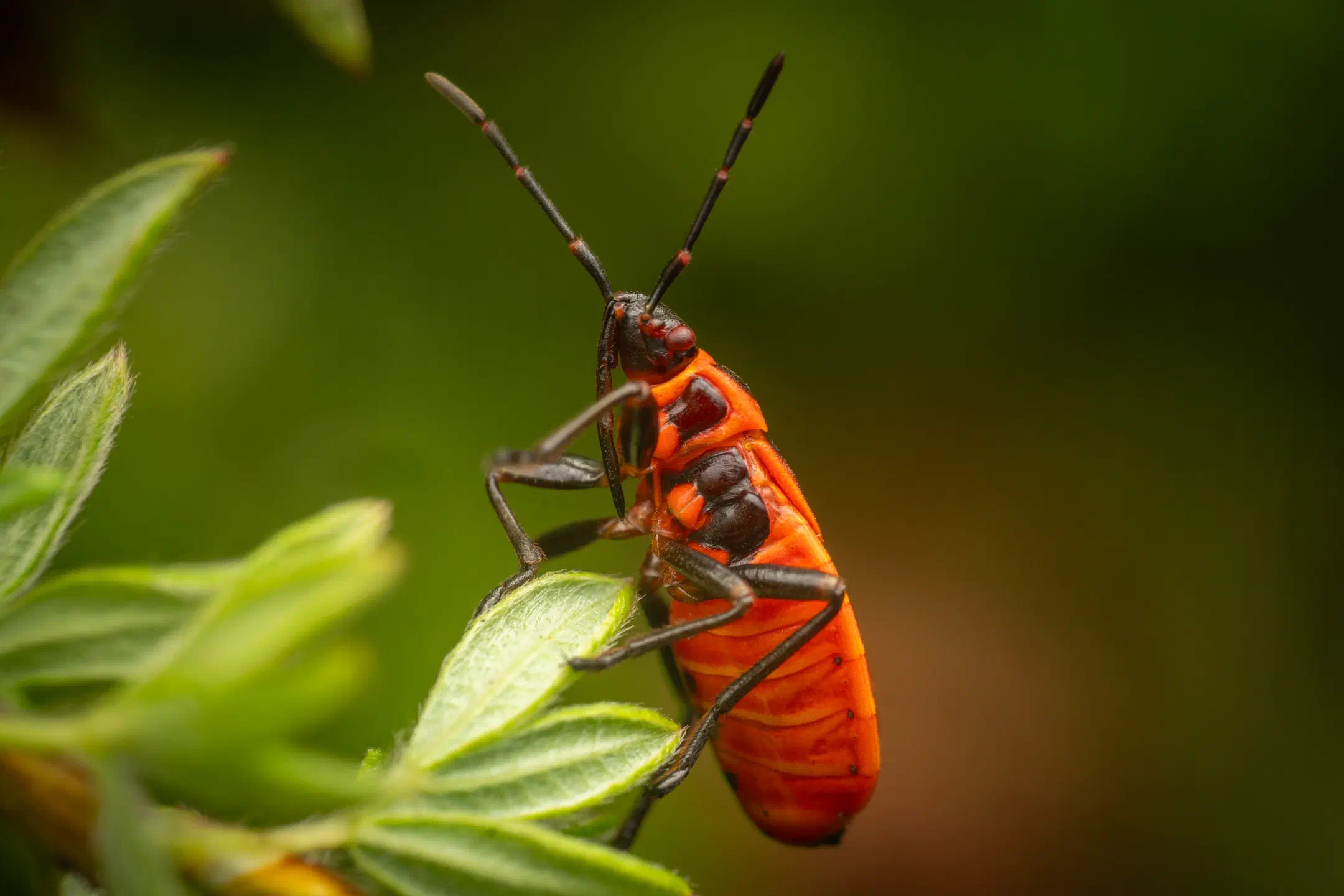 European Firebug