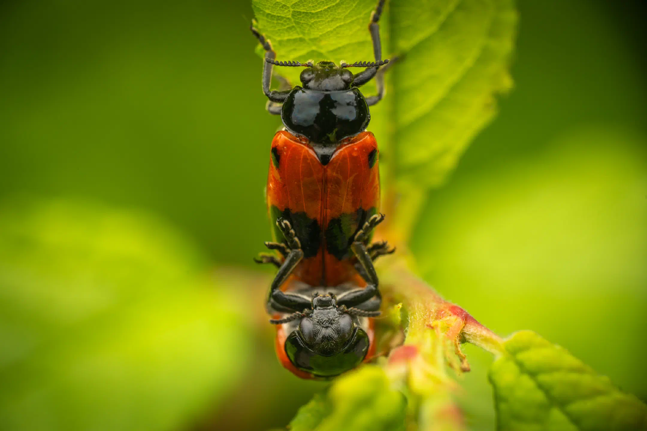 Clytra laeviuscula
