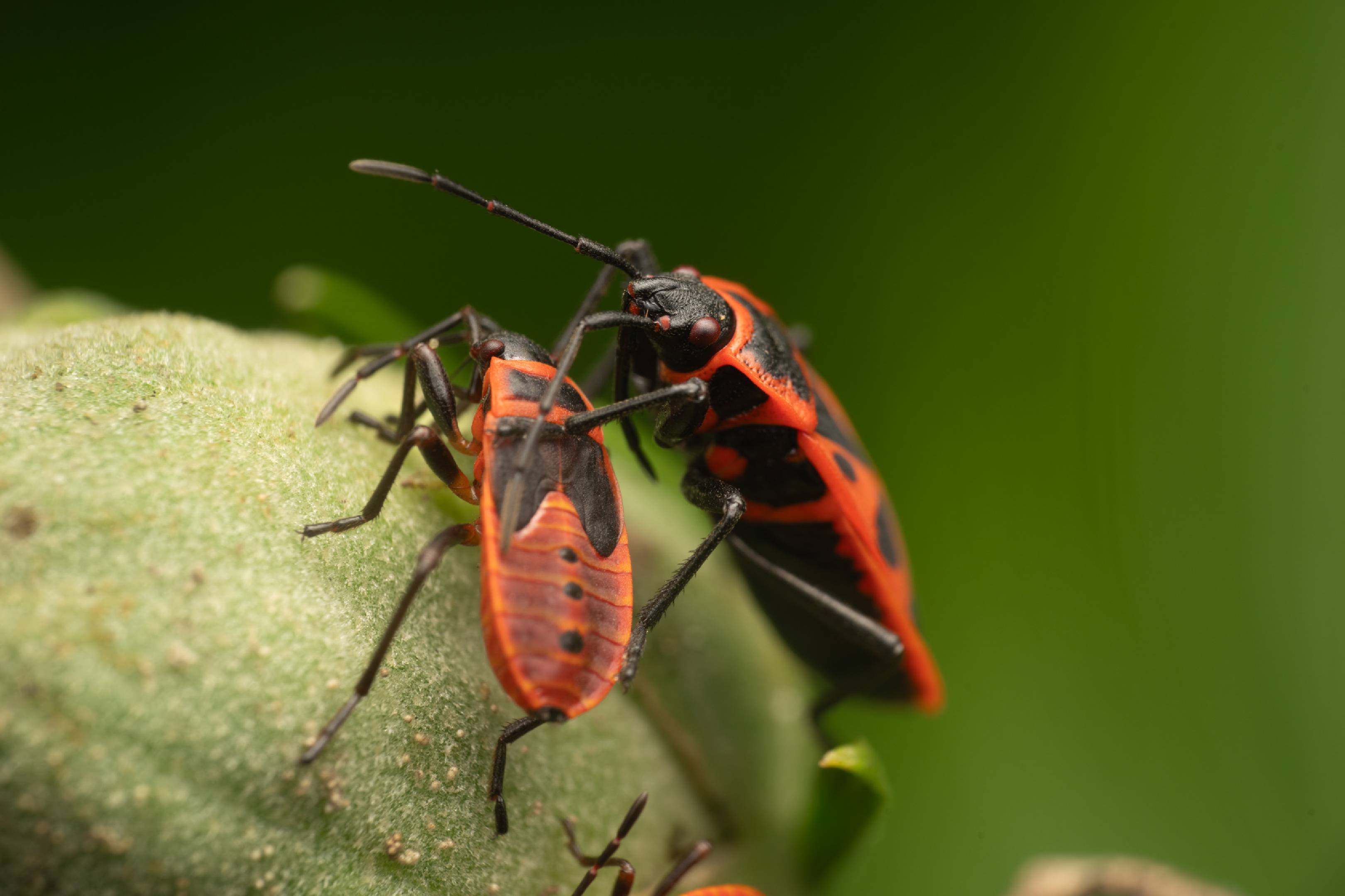 European Firebug | European Firebug