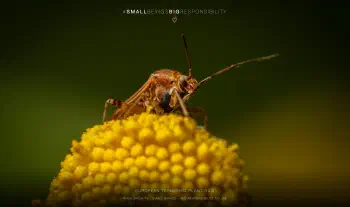 European tarnished plant bug