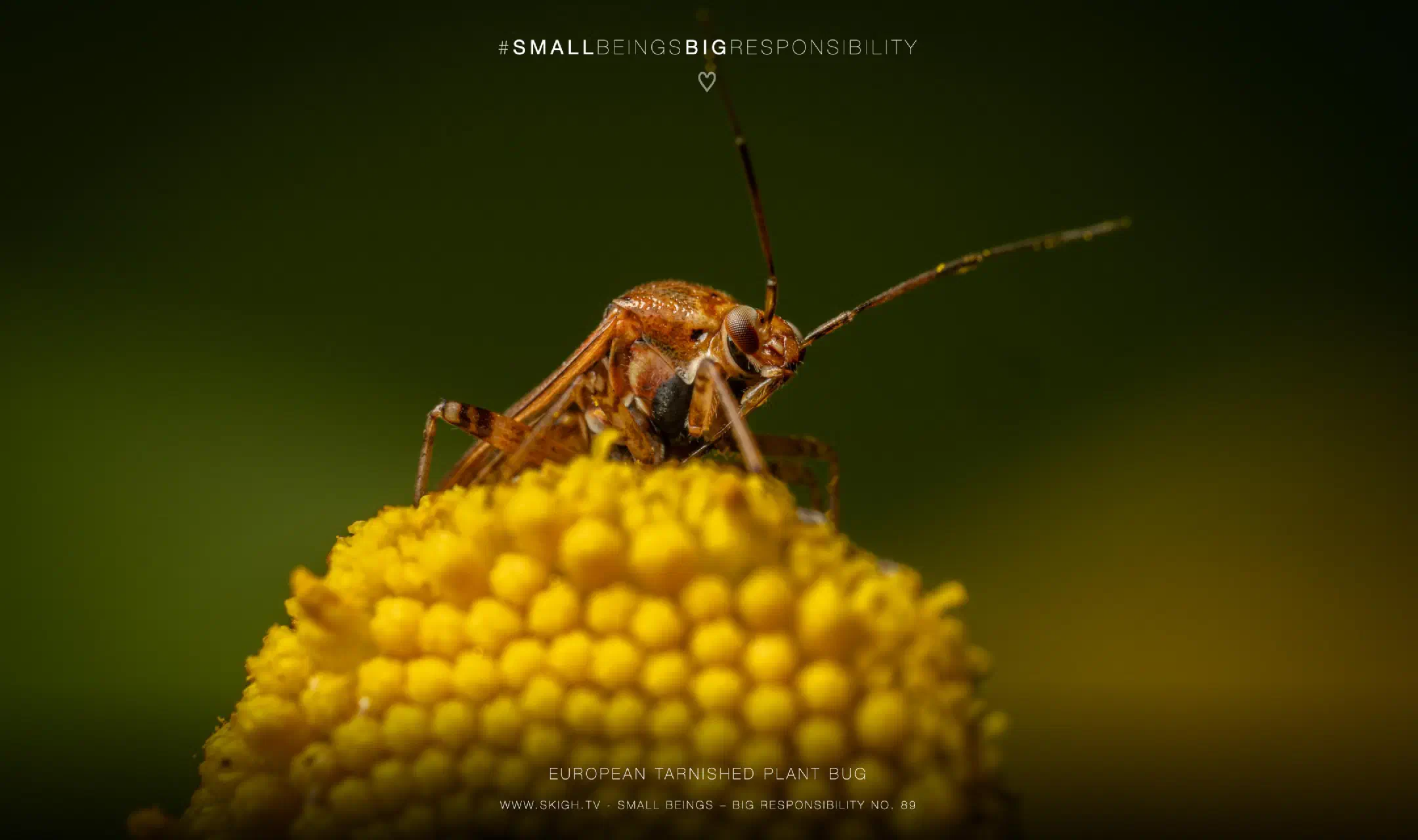 European tarnished plant bug
