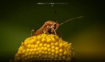 European tarnished plant bug