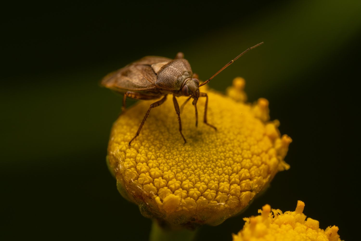 European tarnished plant bug