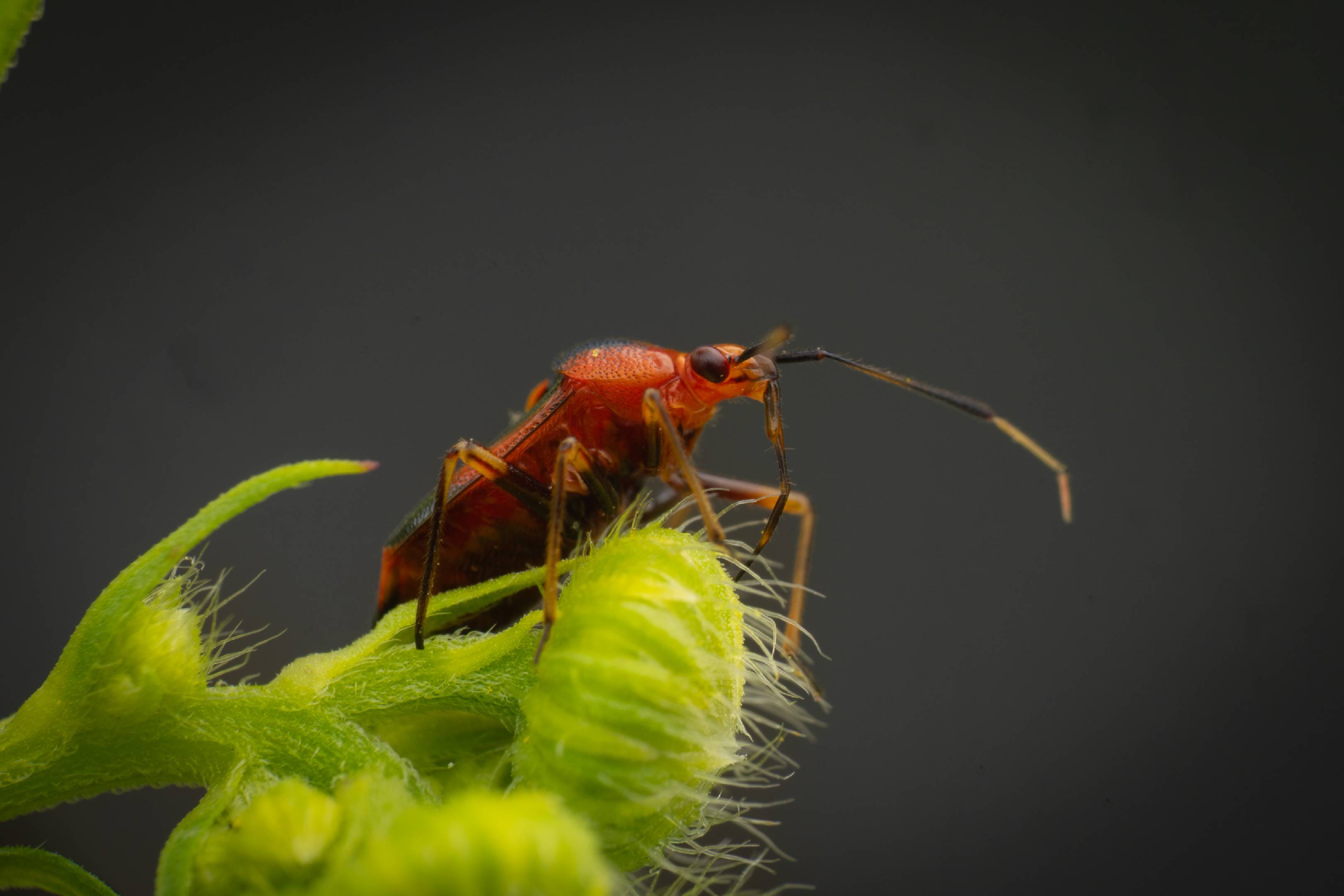 red-spotted plant bug