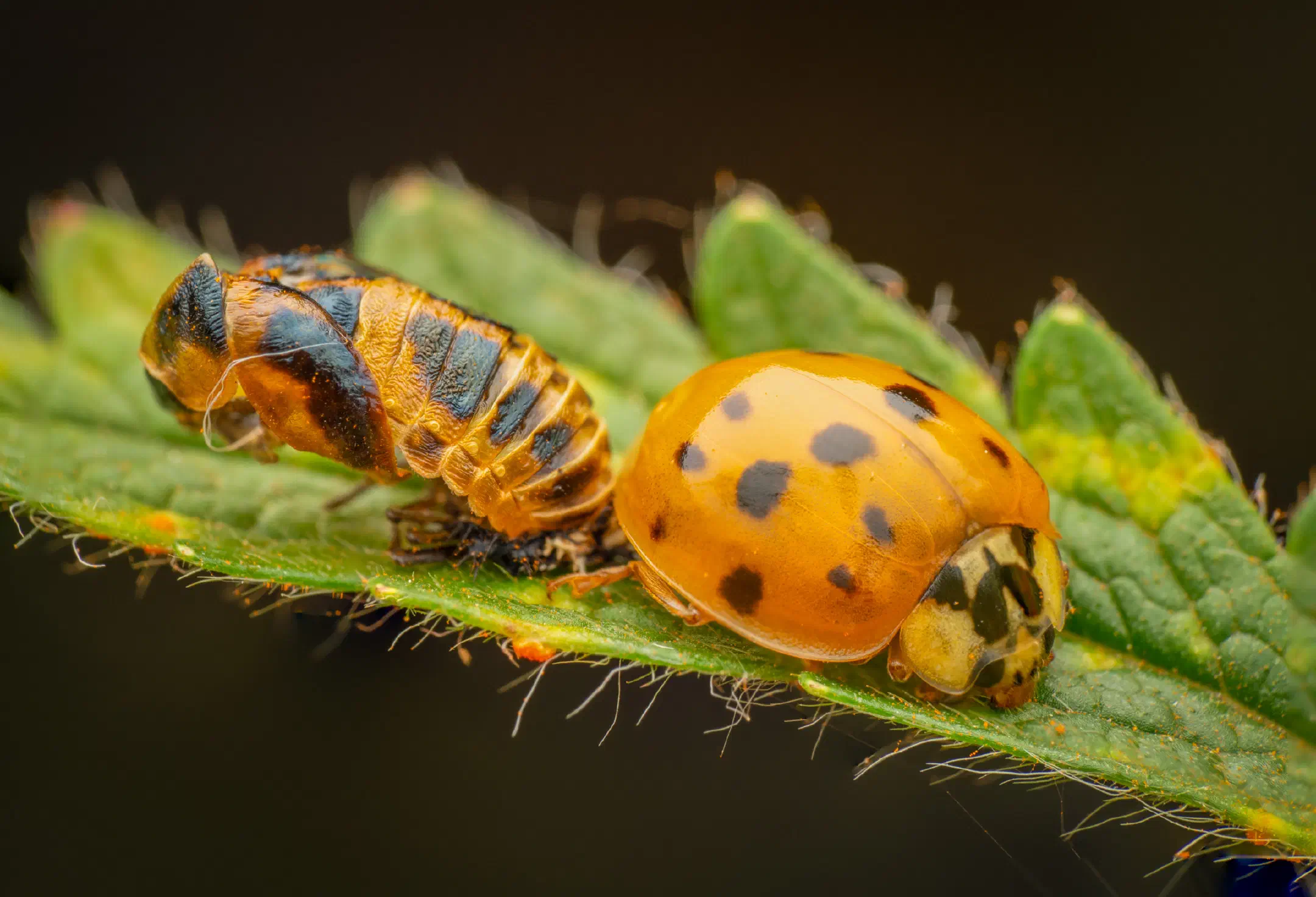 Asian Lady Beetle