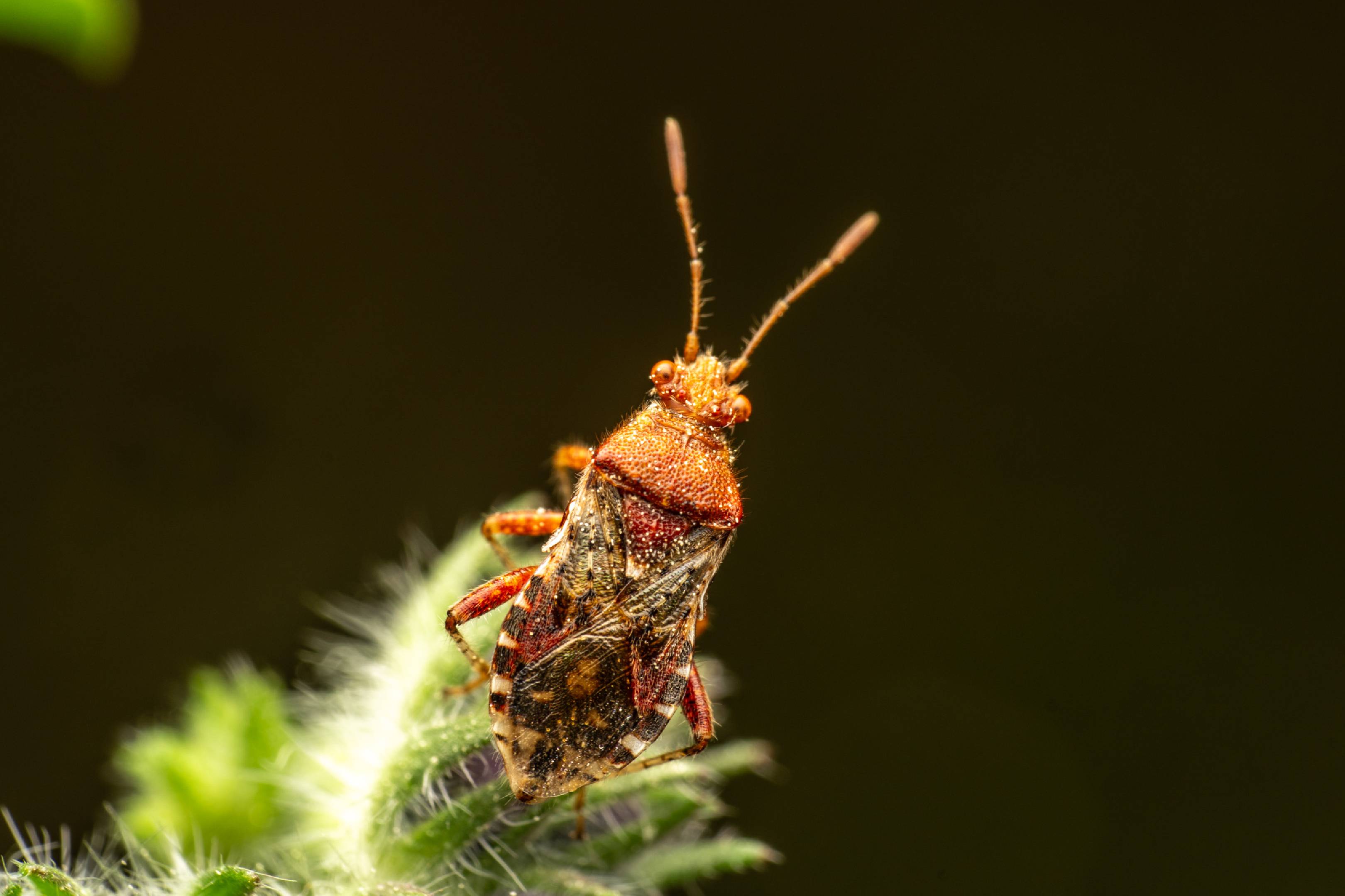 hypericum rhopalid | hypericum rhopalid