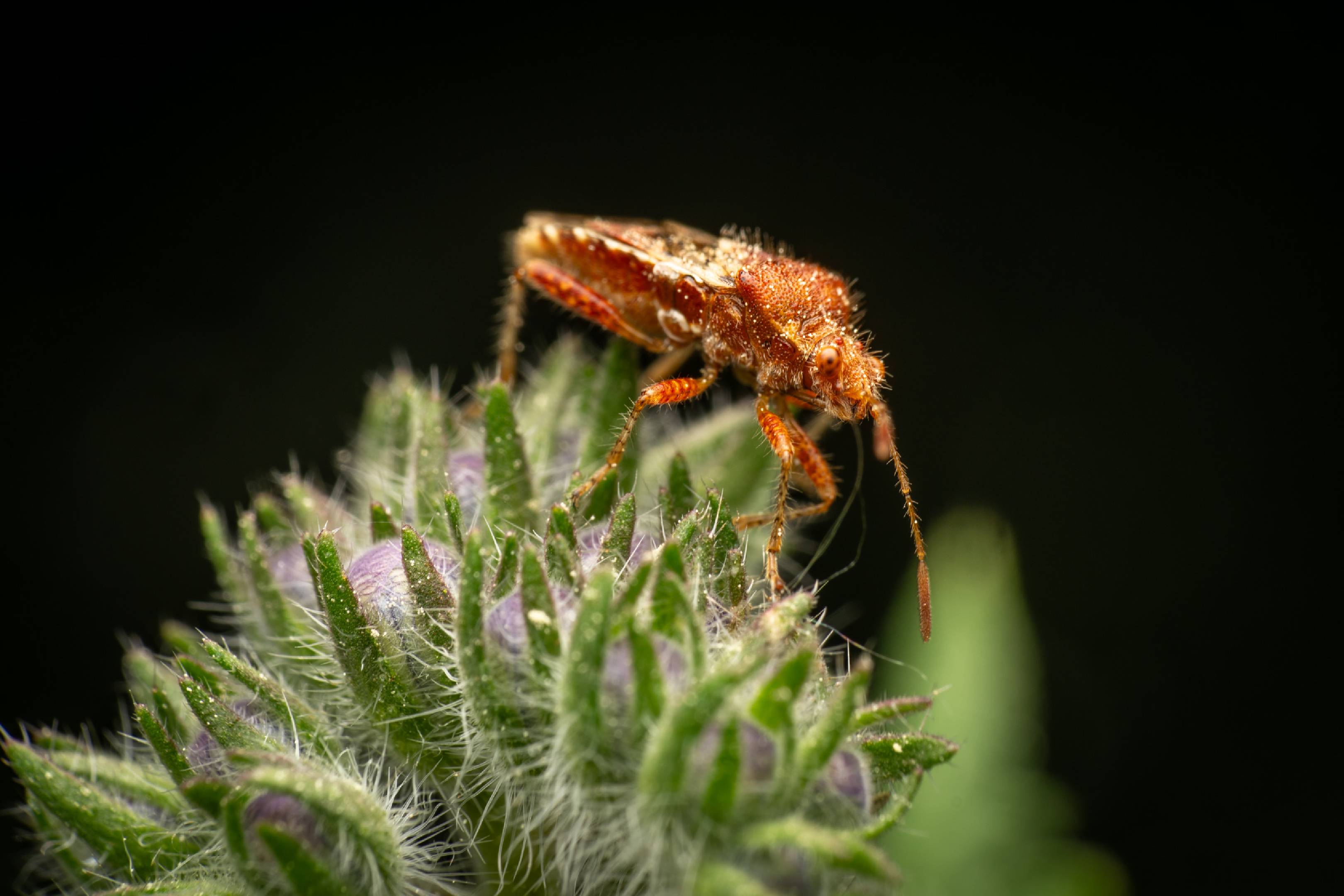 hypericum rhopalid | hypericum rhopalid