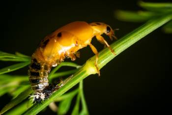 Seven-spotted Lady Beetle