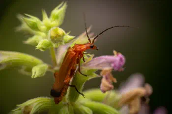 Common Red Soldier Beetle