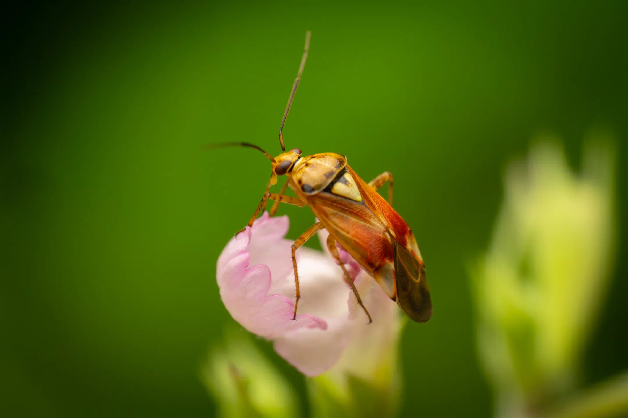 Lygus pratensis