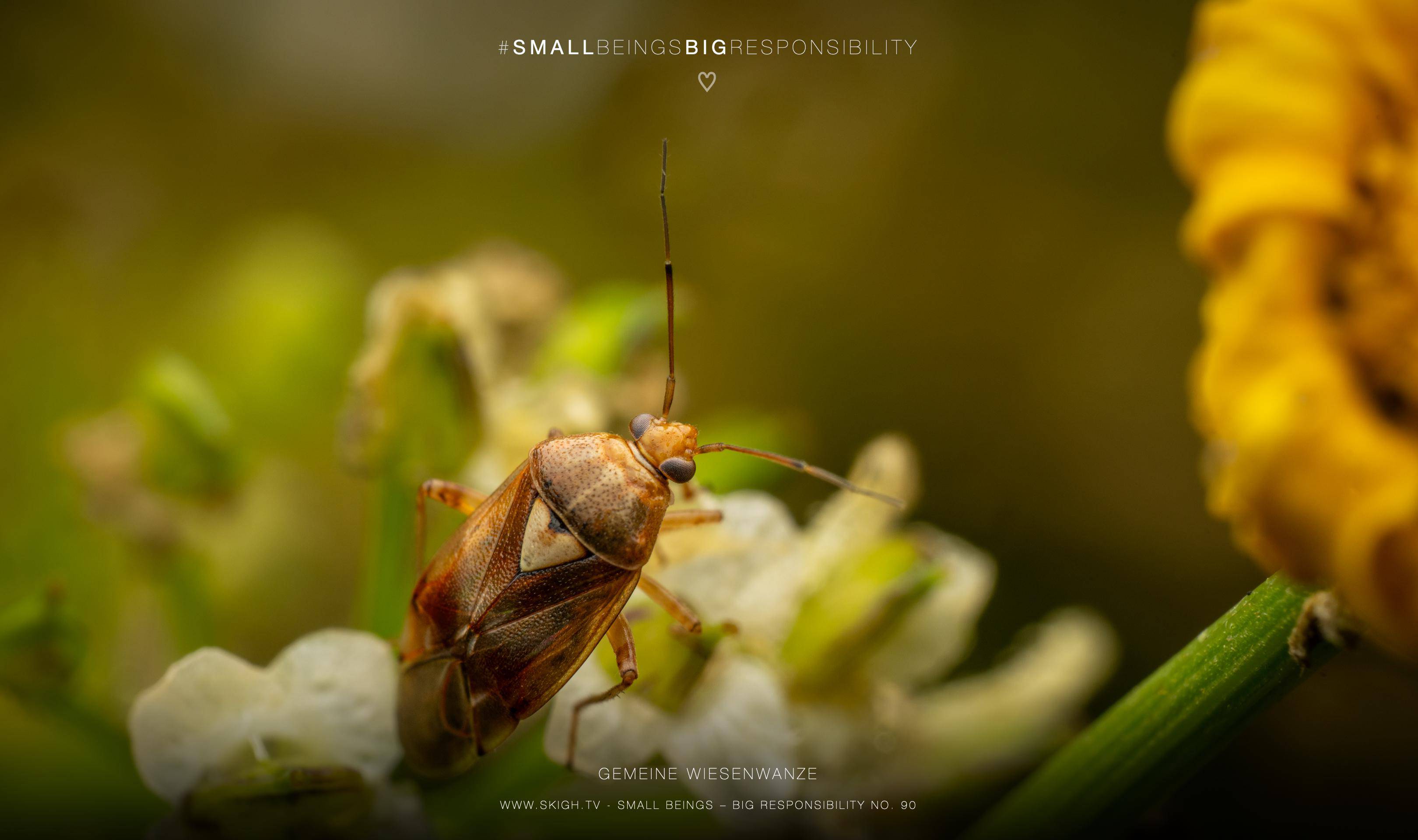 Gemeine Wiesenwanze | 1/250s * f14 * ISO 200 * 90mm - FE 90mm F2.8 Macro G OSS - Sony α7R V Gemeine Wiesenwanze