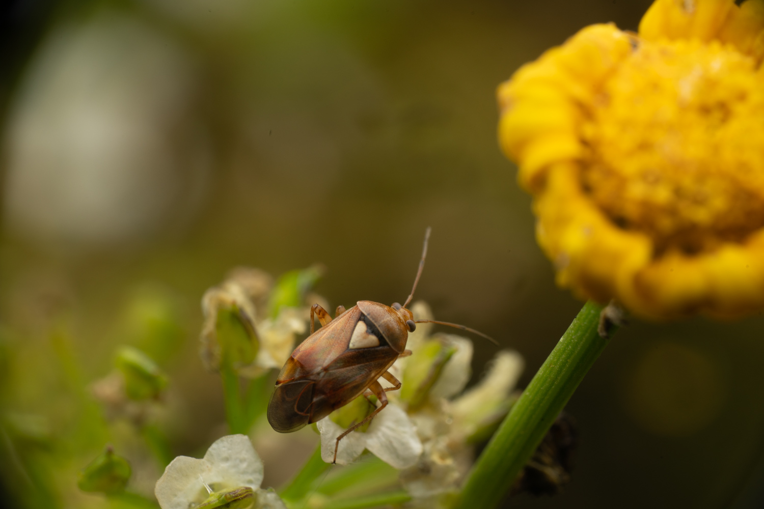 Gemeine Wiesenwanze