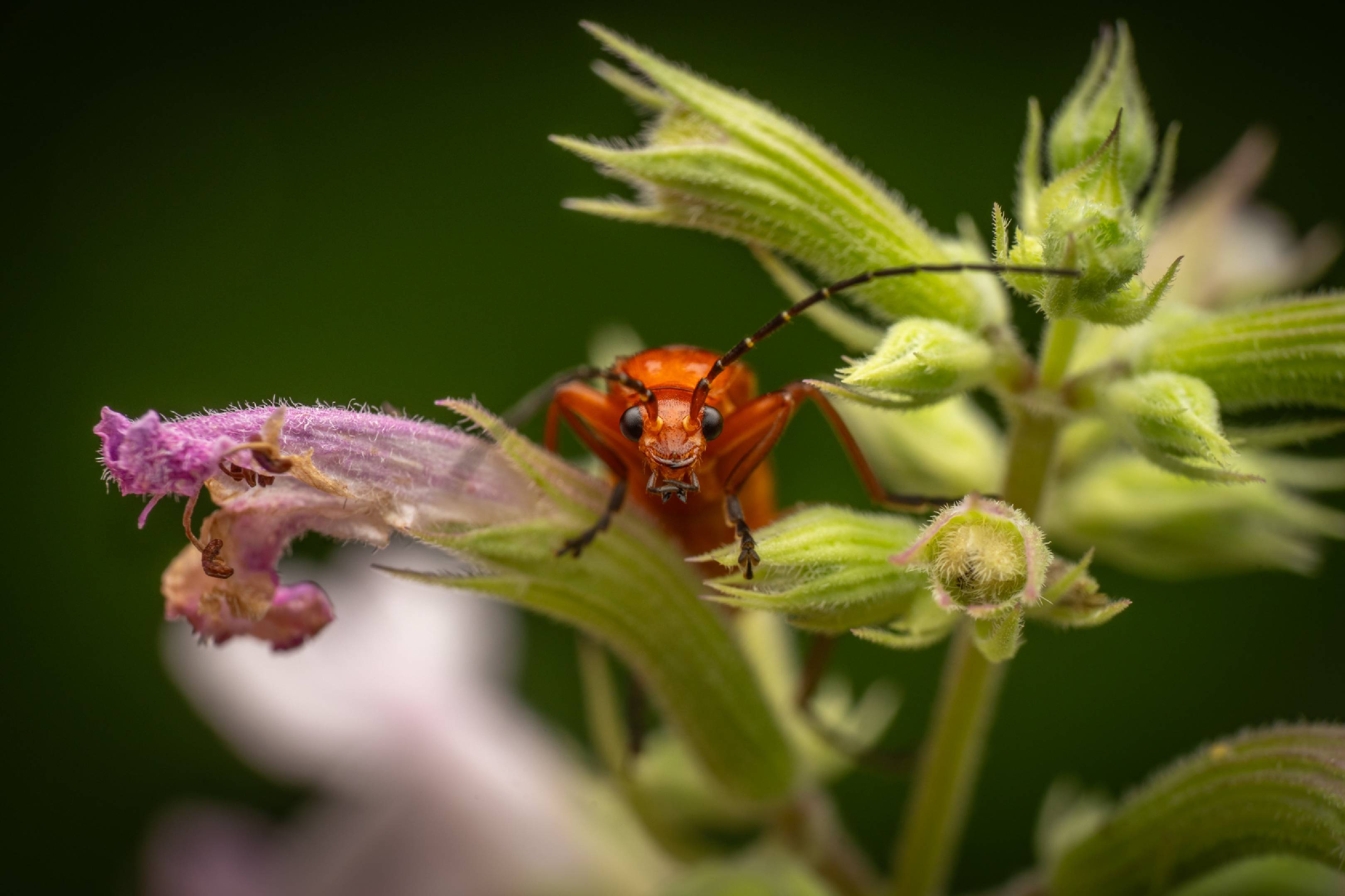 Common Red Soldier Beetle